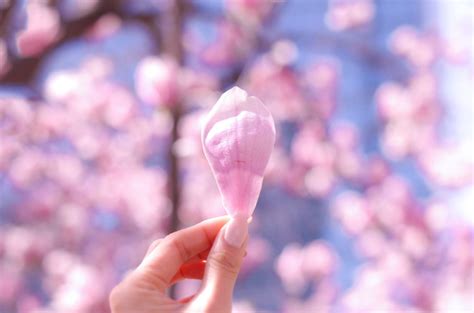 桃花 風水|風水で恋愛運アップに即効性も！桃花位が決め手 